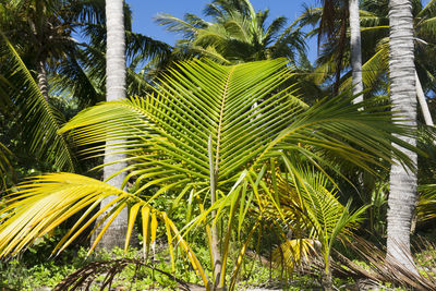 Palm trees against sky