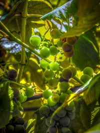 Close-up of grapes growing on tree