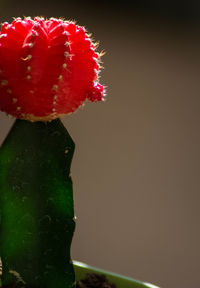 Close-up of red rose flower