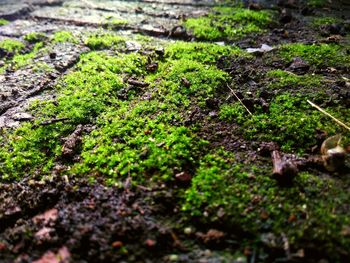 Close-up of moss on plants