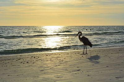 Scenic view of sea at sunset