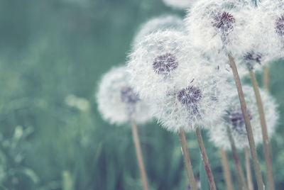 Close-up of dandelion flower