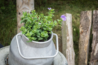 Close-up of plants