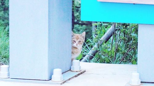 Cat sitting on window sill