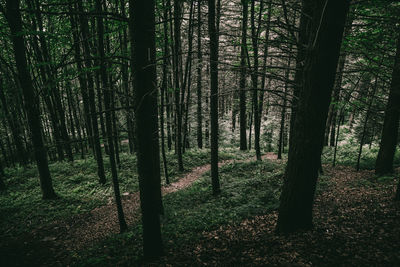 Trees in forest