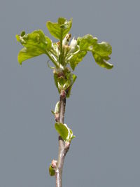 Close-up of fresh flower plant in water