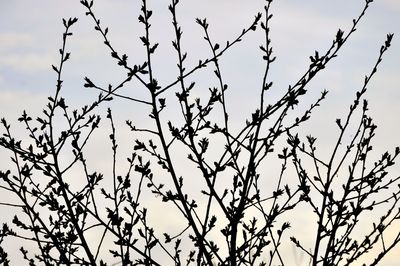 Low angle view of bare tree against sky