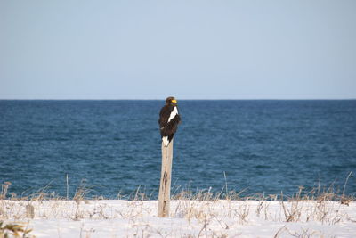 View of a bird against calm sea