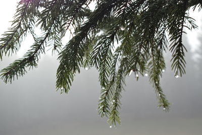 Low angle view of tree branch during winter