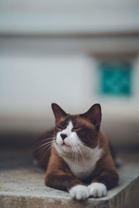 Close-up of a cat looking away