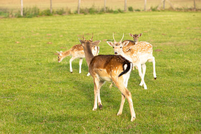 Deer in a field