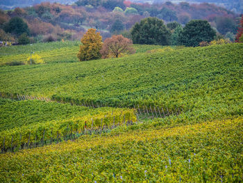 Scenic view of agricultural field