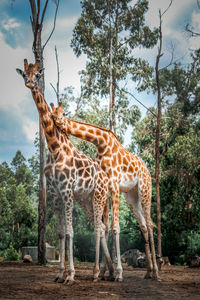 Giraffe standing on field