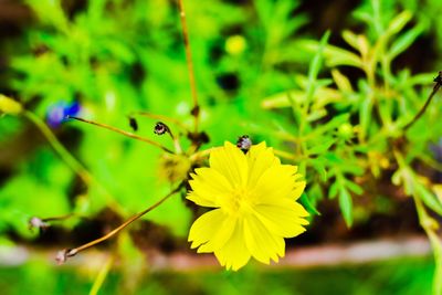 Close-up of bee pollinating on yellow flower