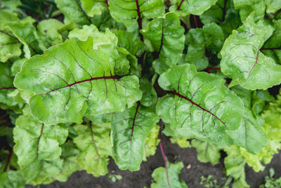 Beet in open ground. green fresh leaves of edible beetroot plant. gardening. growing organic food.