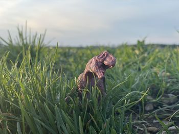 Close-up of dead plant on land