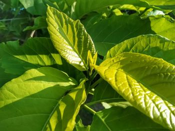 High angle view of fresh green leaves