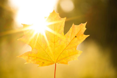 Close-up of maple leaves