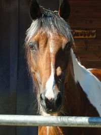 Close-up portrait of horse in stable