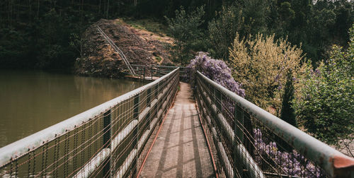 Bridge over river in forest