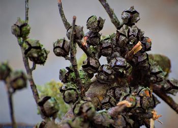 Close-up of rusty chain on tree trunk