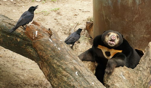 Monkey sitting on tree trunk