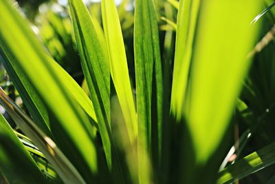 Close-up of green grass