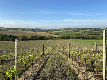 Scenic view of vineyard against sky