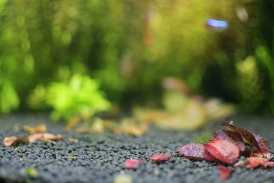 Close-up of dry leaves falling on footpath