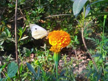 Close-up of butterfly pollinating on flower