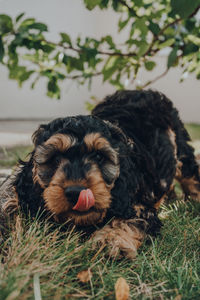 Cheeky two months old cockapoo puppy inviting to play in the garden, tongue out, selective focus.