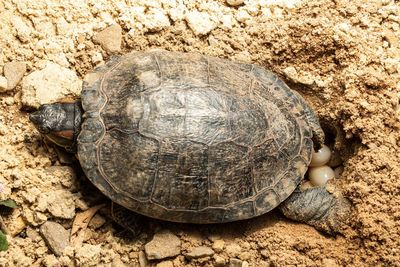 Close-up of turtle spawning on ground