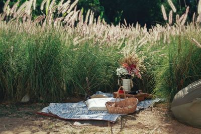 Plants and table on field