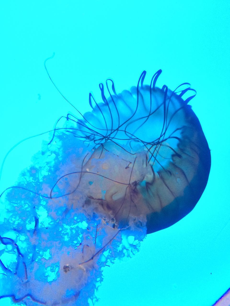 blue, underwater, animal themes, animals in the wild, wildlife, close-up, sea life, nature, natural pattern, one animal, turquoise colored, undersea, water, no people, day, outdoors, beauty in nature, art and craft, low angle view, sea