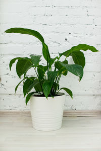 Close-up of potted plant on table against wall