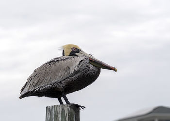 Low angle view of pelican perching on wooden post