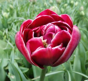 Close-up of pink flowers blooming outdoors