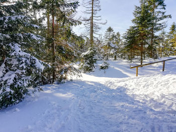 Trees on snow covered landscape