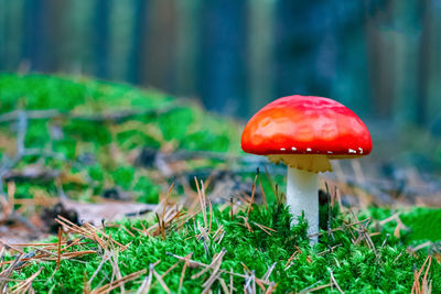Close-up of mushroom on field