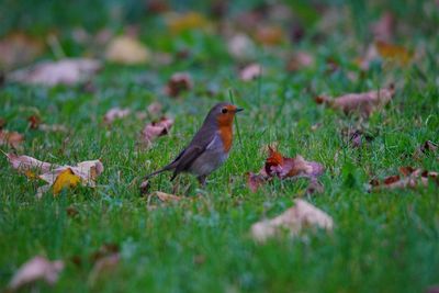 Bird perching on grass