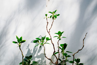 Plants growing by white wall