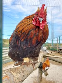 Close-up of rooster in cage