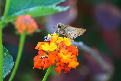 Close-up of insect on flower