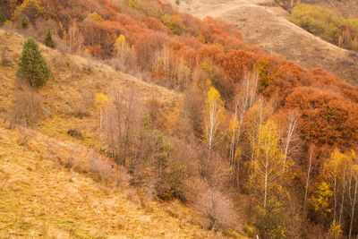 Pine trees in forest during autumn