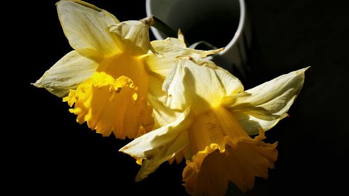 Close-up of yellow daffodil against black background