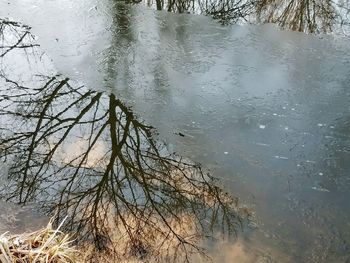 Reflection of trees in lake