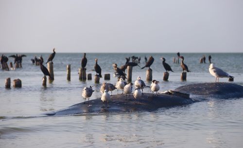 Seagulls at beach against clear sky