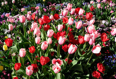 Close-up of pink tulips in field