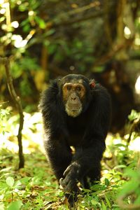 Close-up of monkey on tree