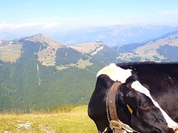 Cow on mountain against sky